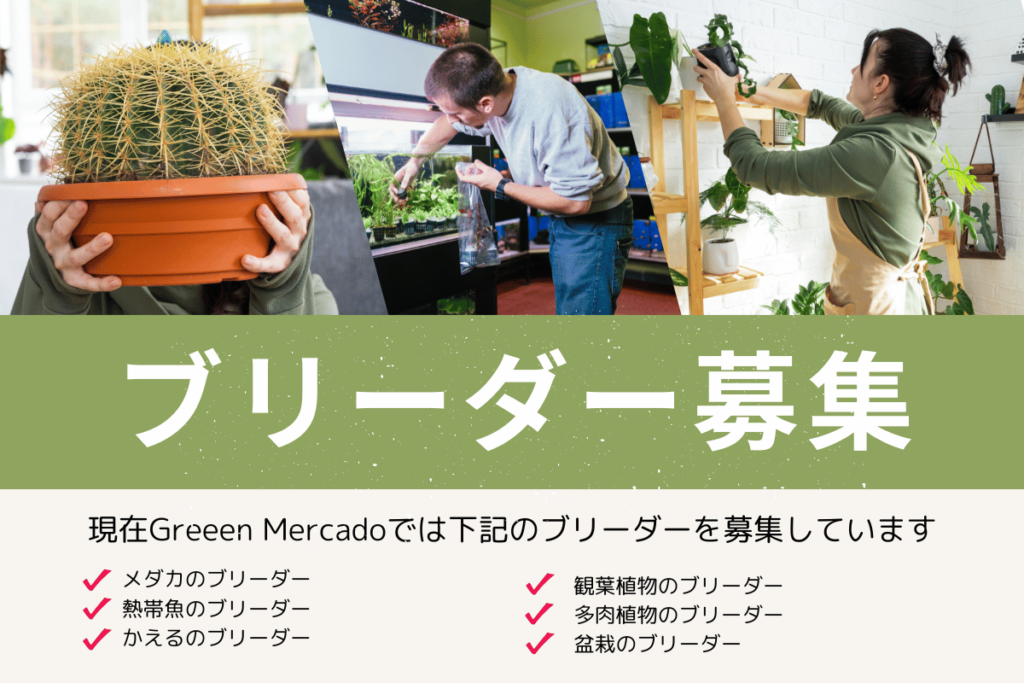 ブリーダー大募集 - Greeen Mercado