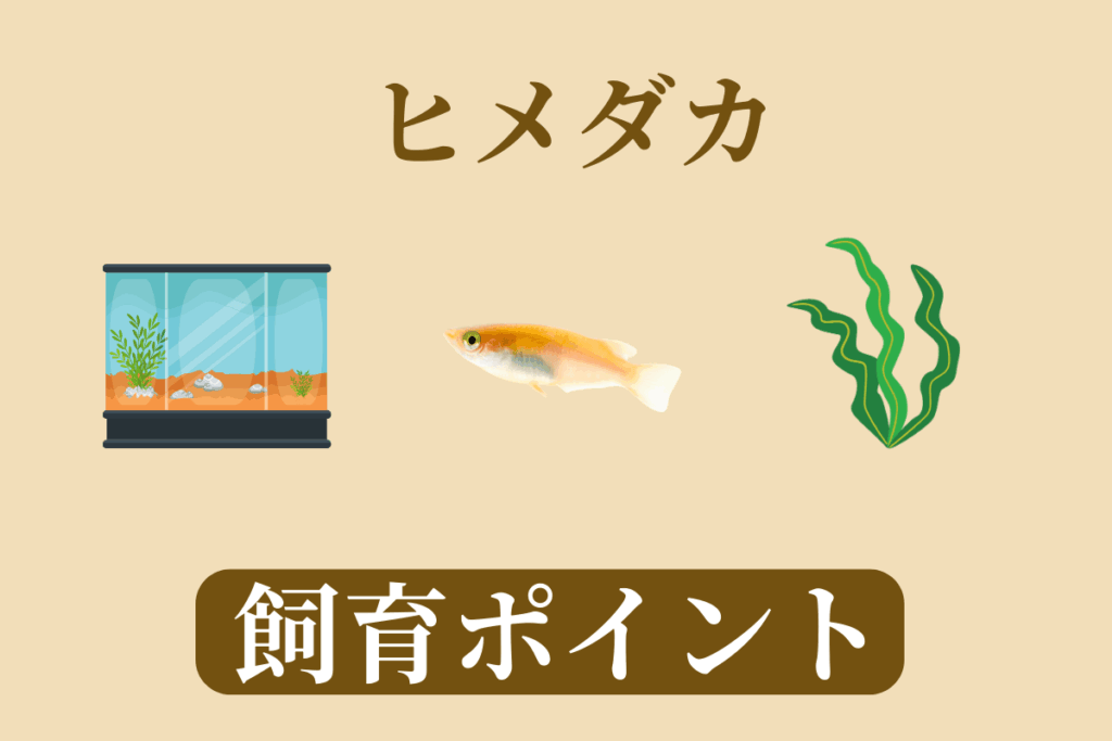 【初心者必見】ヒメダカの魅力と育て方|初心者必見の飼育ガイド - Greeen Mercado