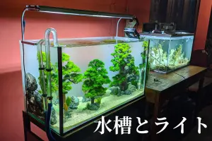 初心者必見!グッピー水槽の立ち上げ方と飼育方法 - Greeen Mercado 初心者必見!グッピー水槽の立ち上げ方と飼育方法 - Greeen Mercado