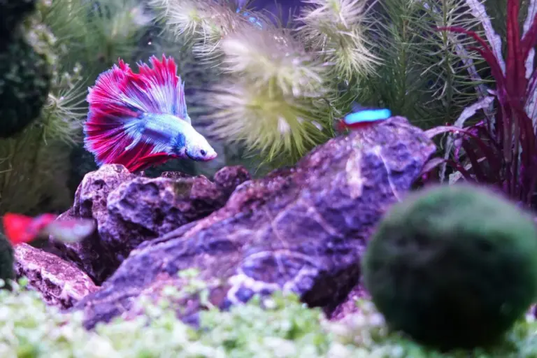 ベタの魅力を紹介：美しい熱帯魚ベタを育てるポイント - Greeen