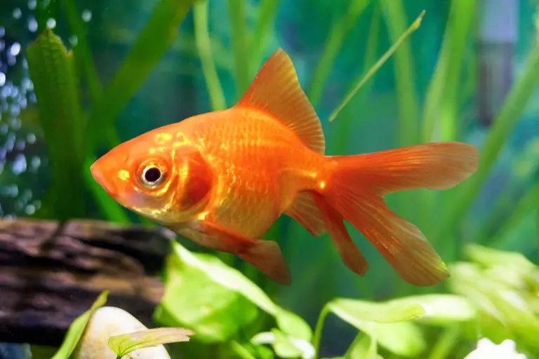 メダカと金魚、飼うならどっち？特徴とおすすめポイントを徹底比較