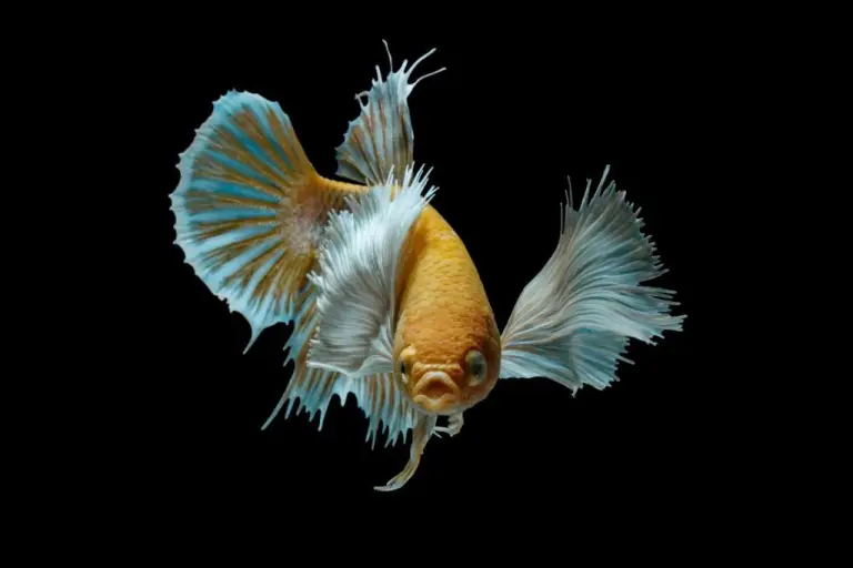 淡水熱帯魚 ベタ 写真集「AMAZING THAI BETTA」ショーベタ Betta Book