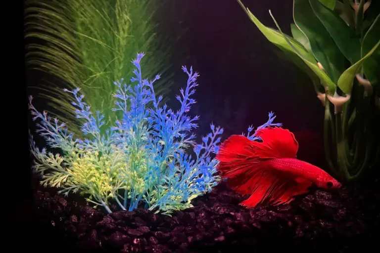 淡水熱帯魚 ベタ 写真集「AMAZING THAI BETTA」ショーベタ Amazon.co.jp: 淡水熱帯魚 ベタ 写真集「AMAZING THAI BETTA
