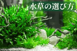 初心者でも安心】ドジョウの魅力と飼育方法を徹底解説！ - Greeen Mercado