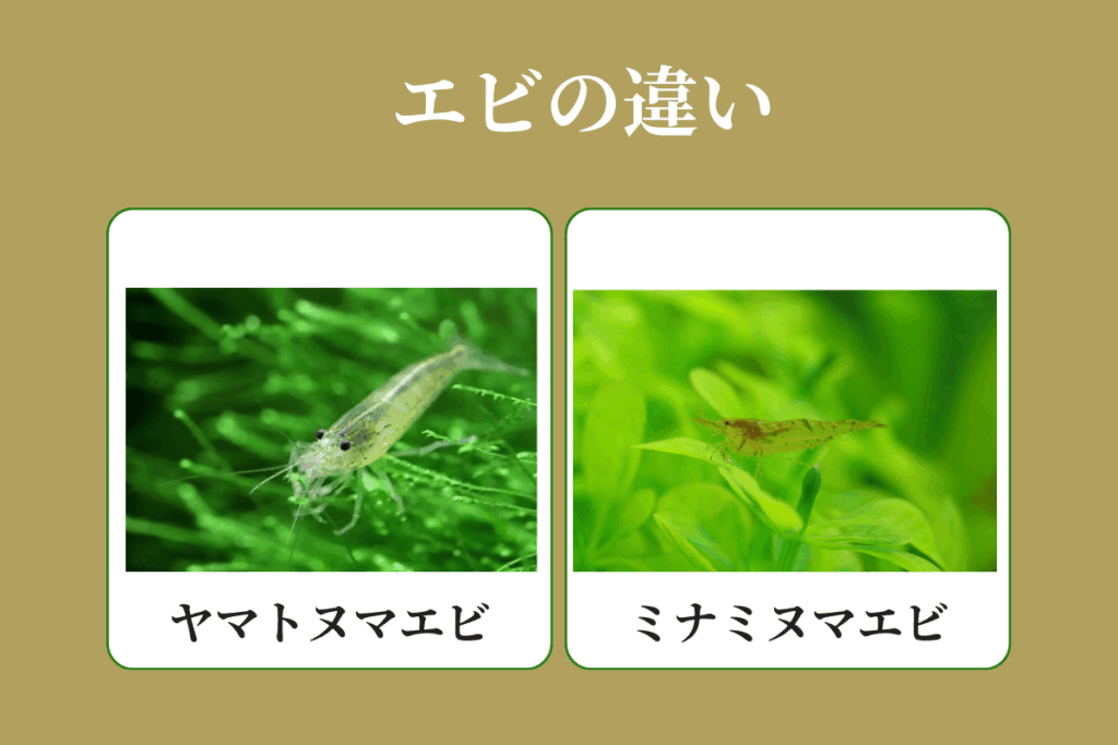 ヤマトヌマエビとミナミヌマエビの違いとおすすめ飼育法 - Greeen Mercado