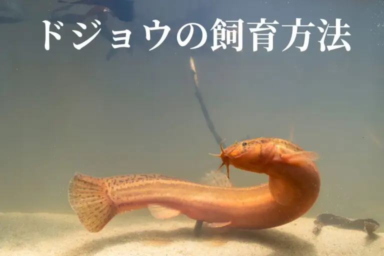 初心者でも安心】ドジョウの魅力と飼育方法を徹底解説！ - Greeen Mercado