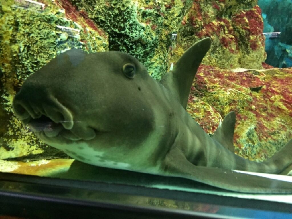 卵がドリル!!?ネコザメの飼育方法ガイド:餌、水槽環境、繁殖・健康管理まで - Greeen Mercado
