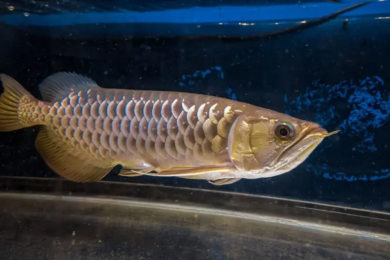 アロワナ30cm ぐらい 他にも色々詳細は 説明文にて Growth Record] After 6 months of raising a Japanese Arowana, it