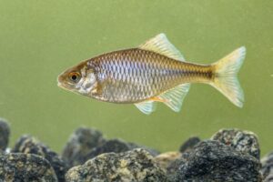 タナゴ完全ガイド~特徴・飼育方法・混泳・繁殖行動まで徹底解説~ - Greeen Mercado