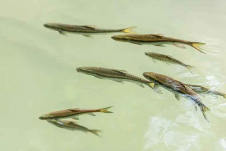 ガラルファ徹底飼育ガイド ～ドクターフィッシュの美肌効果と水槽管理