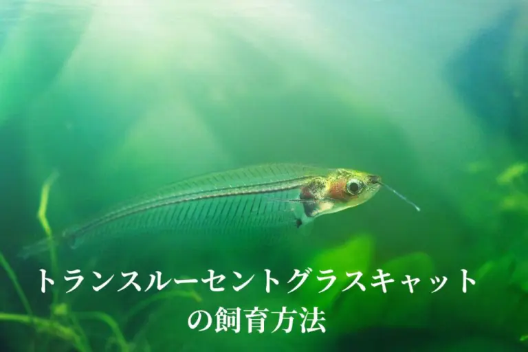 透明な体が魅力！トランスルーセントグラスキャットフィッシュの飼育法 