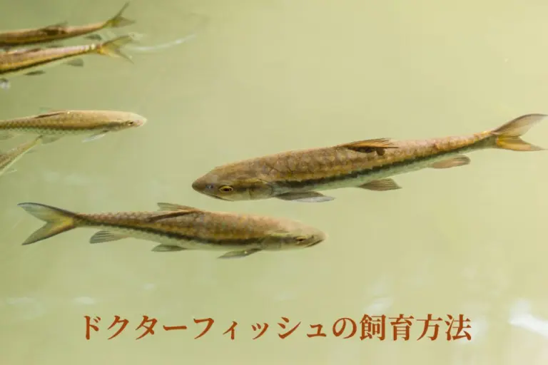 ドクターフィッシュ(ガラルファ) ガラルファ徹底飼育ガイド ～ドクターフィッシュの美肌効果と水槽管理