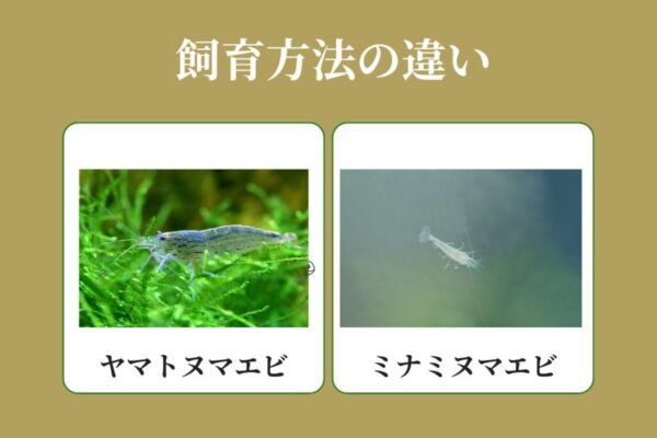 ヤマトヌマエビとミナミヌマエビの違いとおすすめ飼育法 - Greeen Mercado