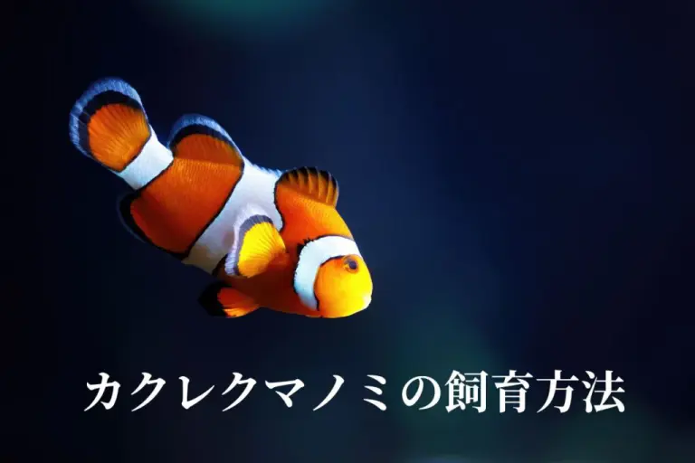初心者にオススメ】カクレクマノミ～基礎知識から飼育方法・繁殖・混泳