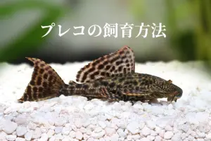 初心者にも分かりやすく】アロワナの飼育方法・管理のすべてを解説 初心者にも分かりやすく】アロワナの飼育方法・管理のすべてを解説